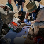 The Download: Radioactive rhinos, and the rise and rise of peptides