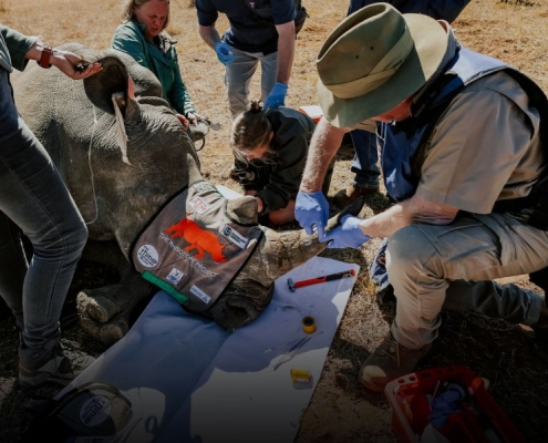 The Download: Radioactive rhinos, and the rise and rise of peptides