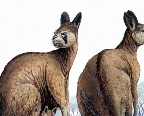 Ancient giant kangaroos could have hopped despite their huge size Ancient giant kangaroos could have hopped despite their huge size
