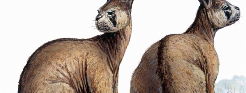 Ancient giant kangaroos could have hopped despite their huge size