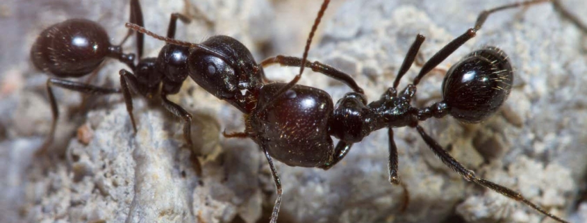 Ants attack their nest-mates because pollution changes their smell