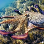 Octopuses prompt rethink of why animals evolve big brains