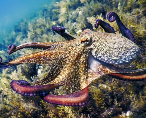 Octopuses prompt rethink of why animals evolve big brains