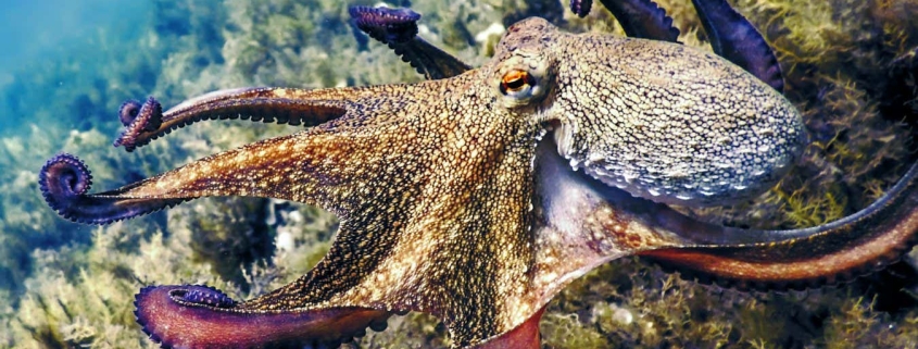 Octopuses prompt rethink of why animals evolve big brains Octopuses prompt rethink of why animals evolve big brains