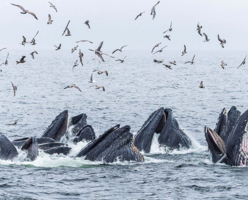 Bubble feeding trick spreads through humpback whale social groups