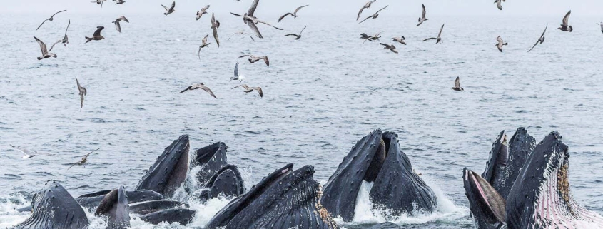 Bubble feeding trick spreads through humpback whale social groups