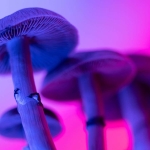 Why did magic mushrooms evolve? We may finally have the answer