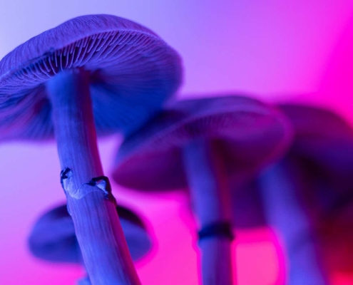 Why did magic mushrooms evolve? We may finally have the answer Why did magic mushrooms evolve? We may finally have the answer