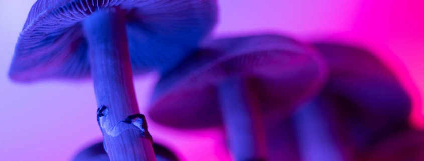 Why did magic mushrooms evolve? We may finally have the answer