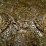 Piercing crocodile close-up wins ecology photo competition