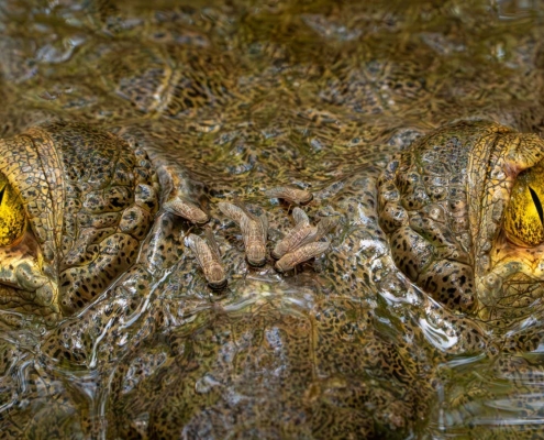 Piercing crocodile close-up wins ecology photo competition