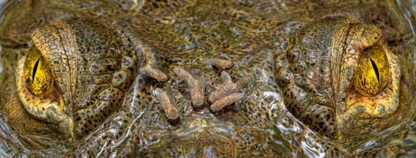 Piercing crocodile close-up wins ecology photo competition