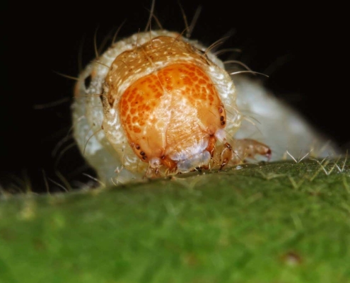 Hybrid megapests evolving in Brazil are threat to crops worldwide Hybrid megapests evolving in Brazil are threat to crops worldwide