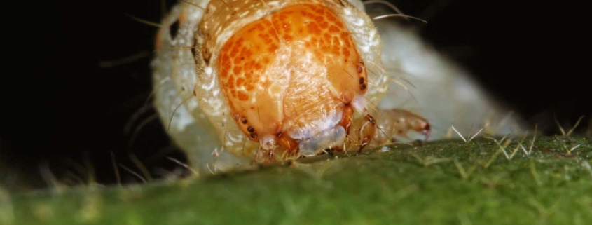Hybrid megapests evolving in Brazil are threat to crops worldwide