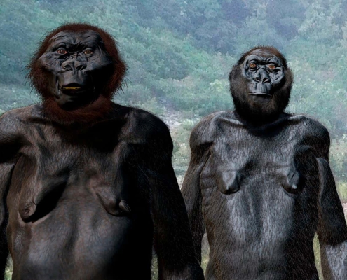 Ape-like hominin Paranthropus was more adaptable than we thought