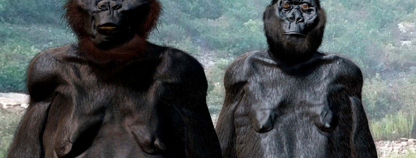 Ape-like hominin Paranthropus was more adaptable than we thought Ape-like hominin Paranthropus was more adaptable than we thought