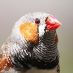 Bird retinas work without oxygen, and now scientists know how