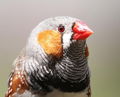 Bird retinas work without oxygen, and now scientists know how