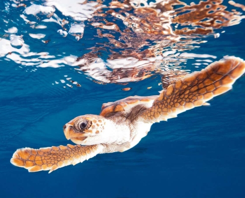 Sea turtles may be more resilient to global warming than we thought