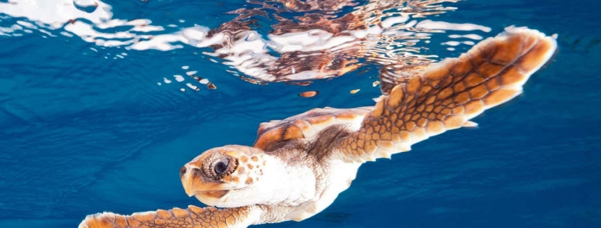 Sea turtles may be more resilient to global warming than we thought