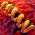 Ancient bacterium discovery rewrites the origins of syphilis