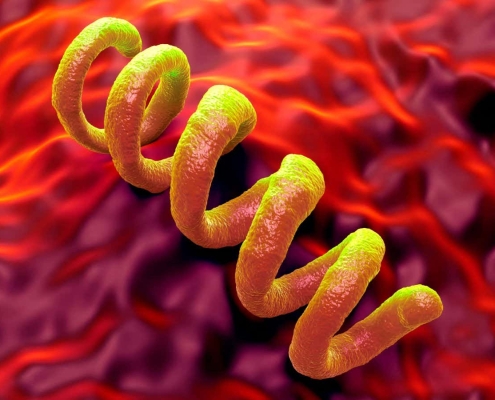 Ancient bacterium discovery rewrites the origins of syphilis Ancient bacterium discovery rewrites the origins of syphilis