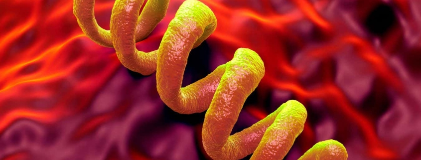 Ancient bacterium discovery rewrites the origins of syphilis