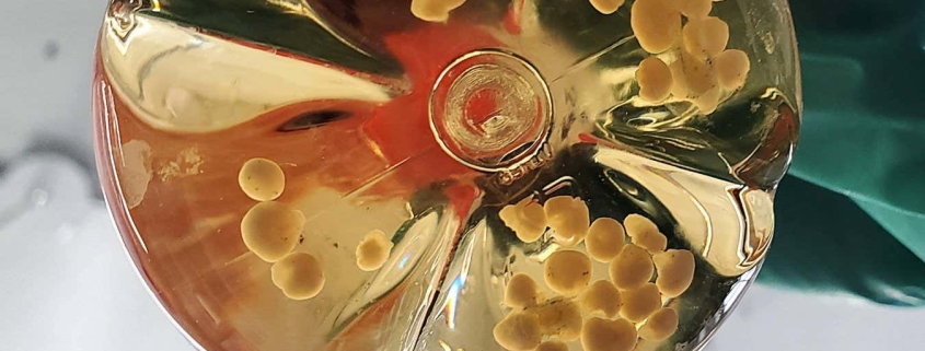 We’re getting closer to growing a brain in a lab dish