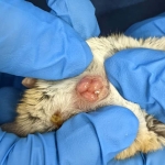 Newborn marsupials seen crawling to mother’s pouch for the first time