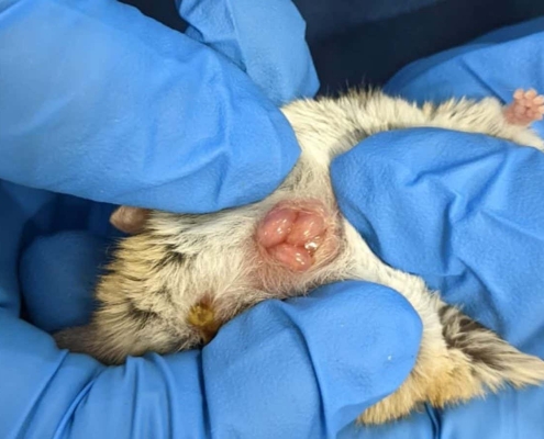 Newborn marsupials seen crawling to mother’s pouch for the first time
