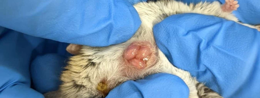 Newborn marsupials seen crawling to mother’s pouch for the first time