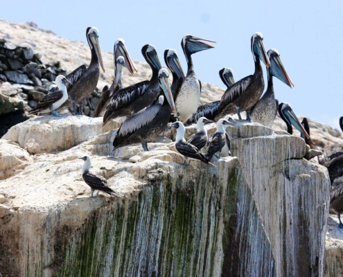 Ancient Peruvian civilisation grew mighty by harvesting guano