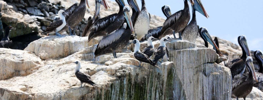 Ancient Peruvian civilisation grew mighty by harvesting guano