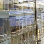 World’s oldest cold virus found in 18th-century woman’s lungs