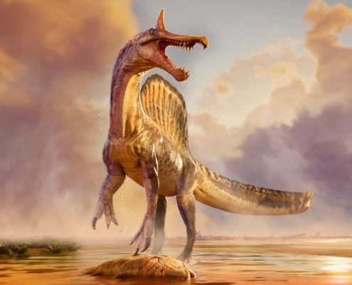 New fossils may settle debate over mysterious sail-backed spinosaurs