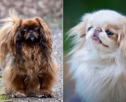 More dog breeds found to have high risk of breathing condition