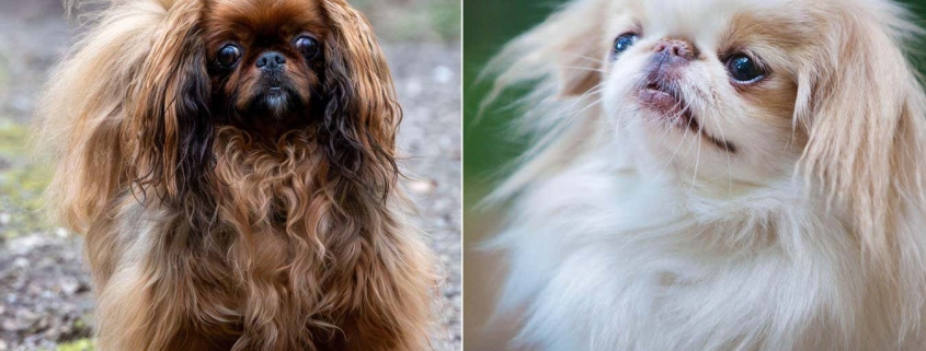 More dog breeds found to have high risk of breathing condition