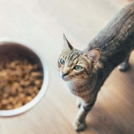 Fish-based pet food may expose cats and dogs to forever chemicals