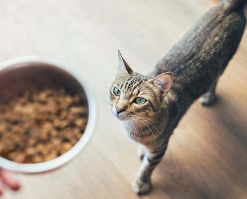 Fish-based pet food may expose cats and dogs to forever chemicals