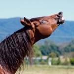 A horse’s whinny is unlike any other sound in nature A horse’s whinny is unlike any other sound in nature