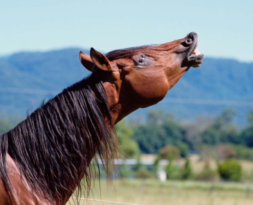 A horse’s whinny is unlike any other sound in nature