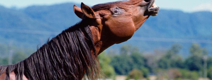 A horse’s whinny is unlike any other sound in nature A horse’s whinny is unlike any other sound in nature