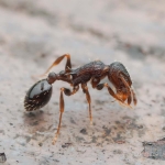 Everyone’s a queen: The ant species with no males or workers