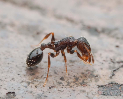 Everyone’s a queen: The ant species with no males or workers