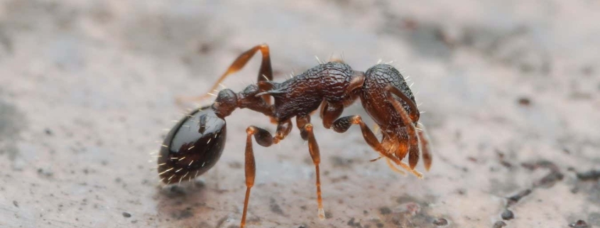 Everyone’s a queen: The ant species with no males or workers