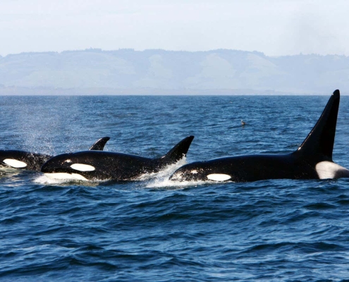 Cannibalism may explain why some orcas stay in family groups