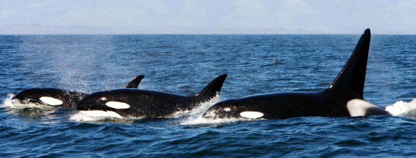 Cannibalism may explain why some orcas stay in family groups