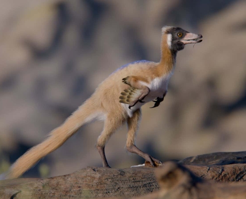 Tiny predatory dinosaur weighed less than a chicken Tiny predatory dinosaur weighed less than a chicken