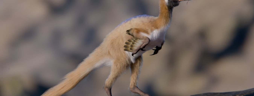 Tiny predatory dinosaur weighed less than a chicken