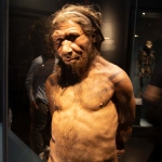 When we interbred with Neanderthals, they were usually the fathers When we interbred with Neanderthals, they were usually the fathers